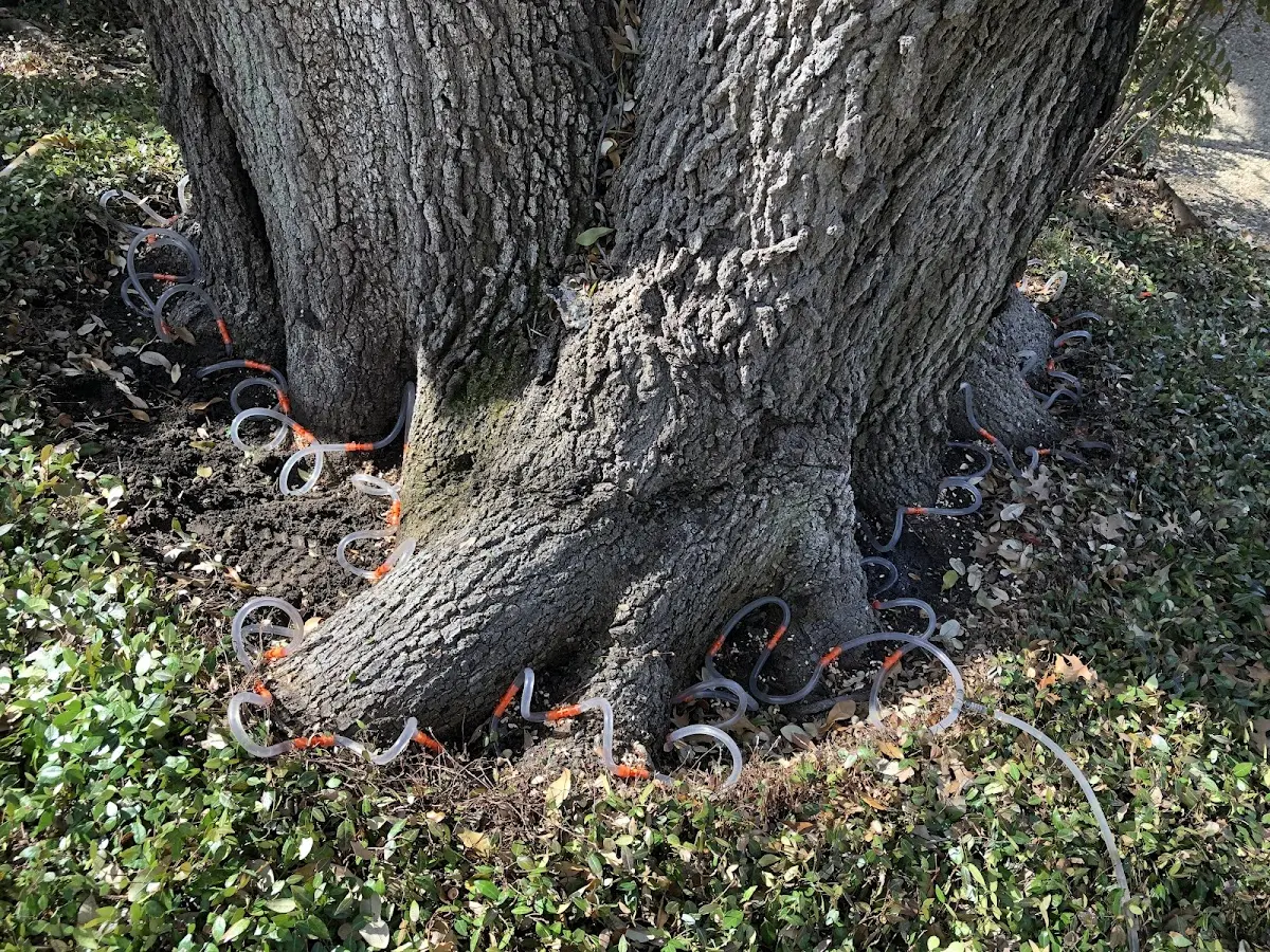 Detailed Tree Cabling and Bracing job site in Kearsarge