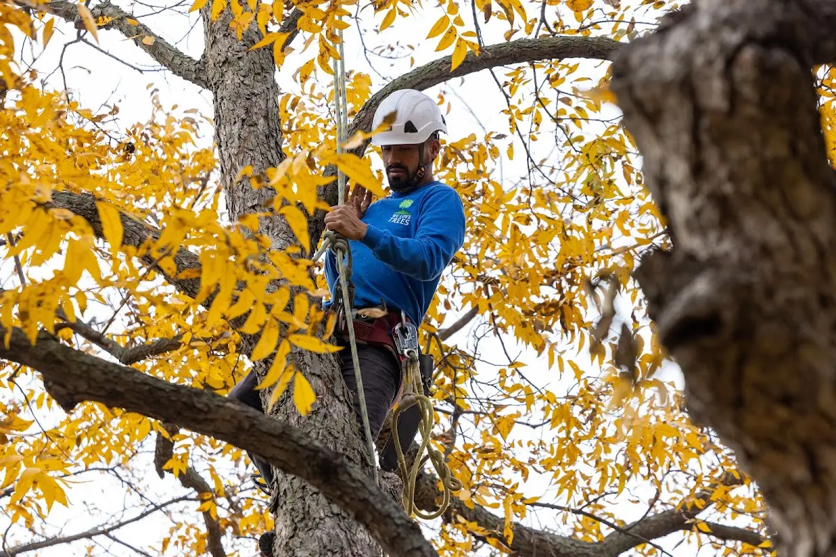 Skilled Storm Damage Cleanup crew working in Kearsarge
