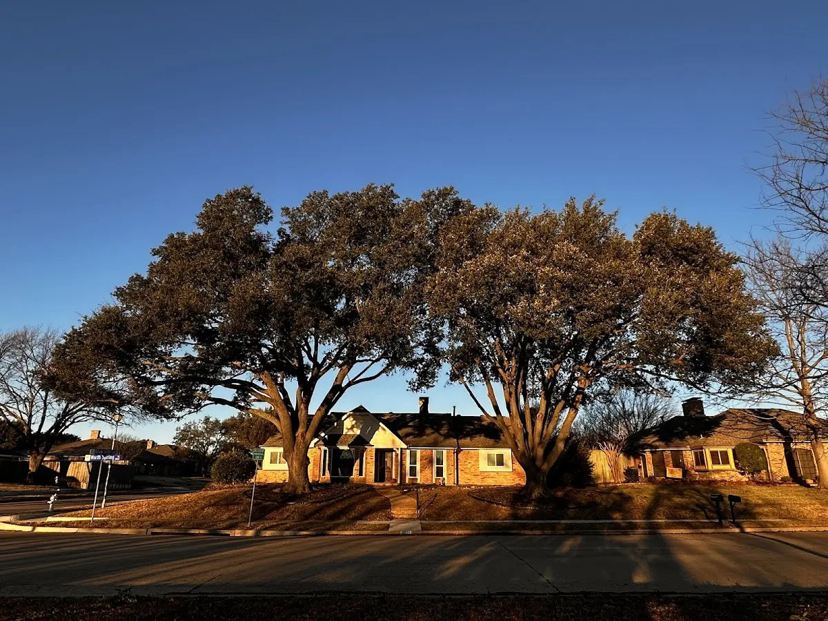 Established residential canopy tree shading a home in Kearsarge